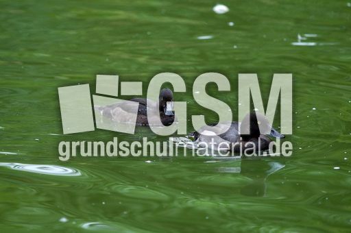 Reiherente (9 von 12).jpg